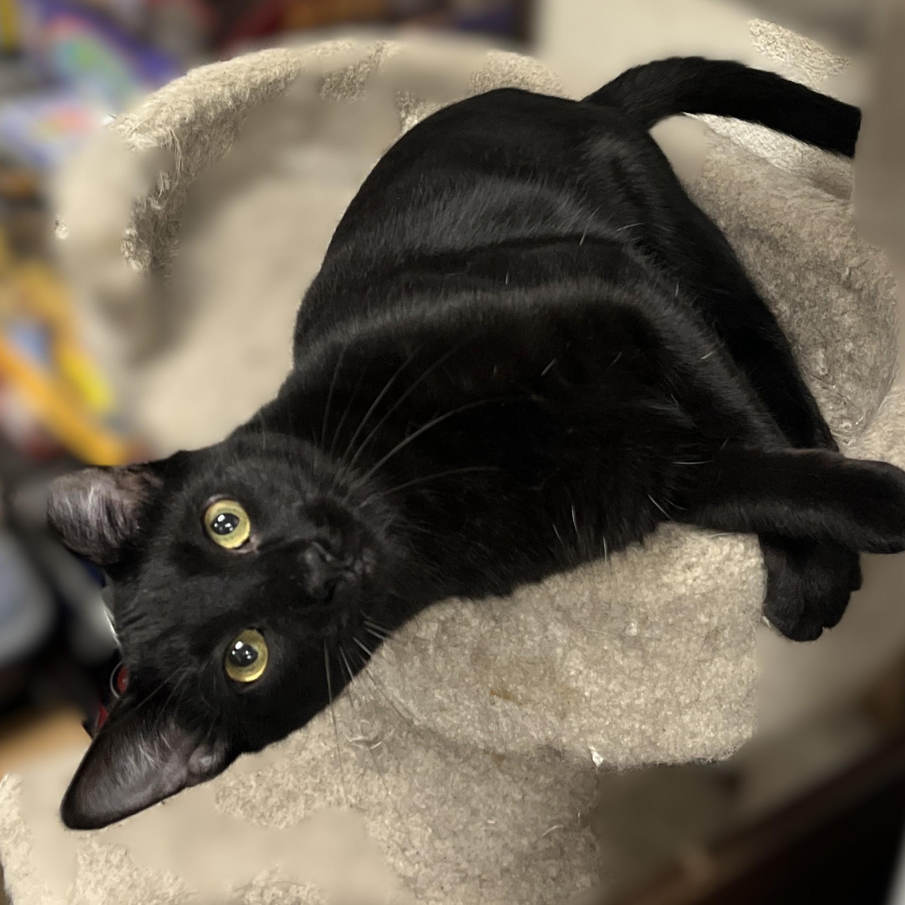 Kona, a Adoptable Domestic Short Hair in Shingletown, CA image 2/4