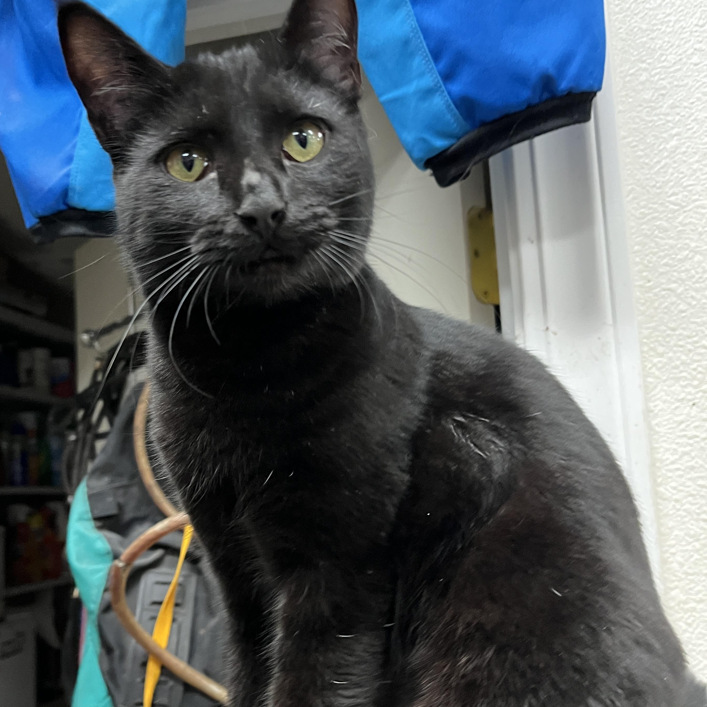 Enlarge Kona, a Adoptable Domestic Short Hair in Shingletown, CA image 2/2