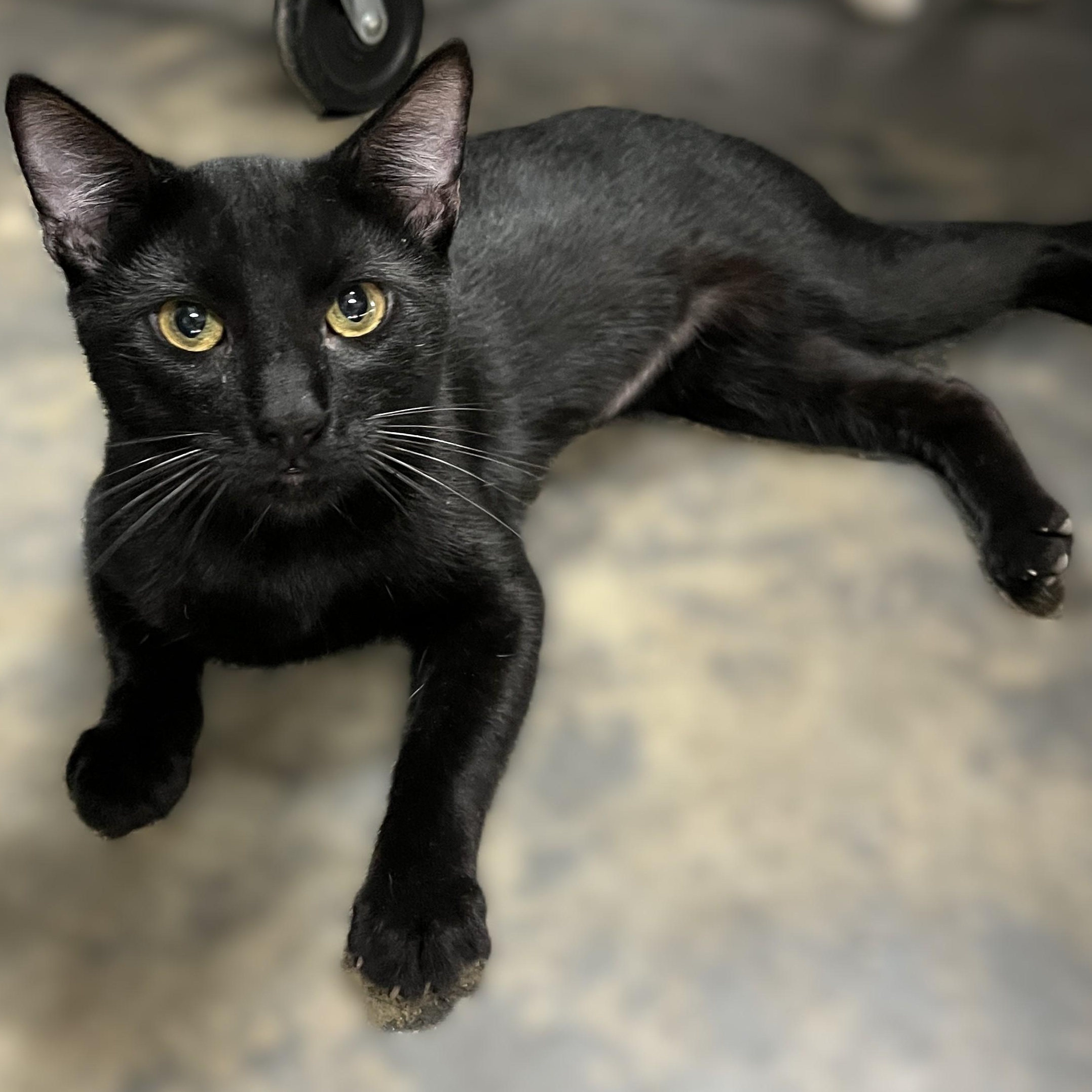 Kona, Adoptable, Young Male Domestic Short Hair.