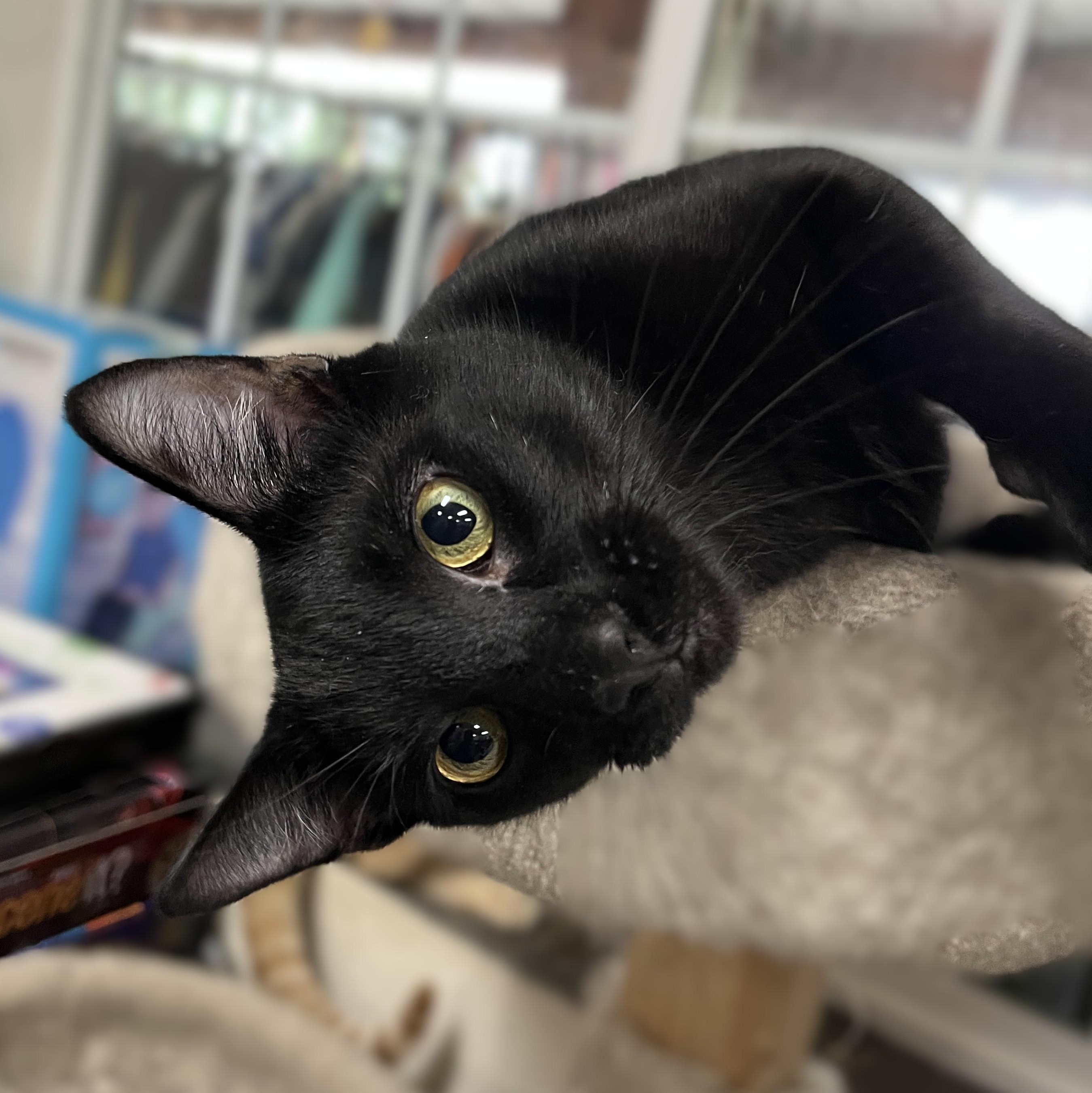 Kona, a Adoptable Domestic Short Hair in Shingletown, CA image 1/4