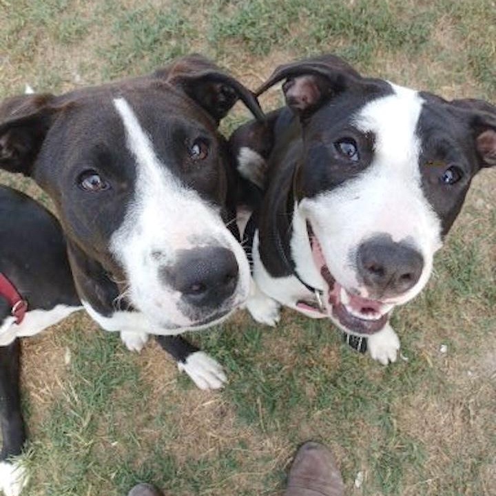 Enlarge Juan Carlos, a Adoptable mixed breed in Darien, CT image 6/6