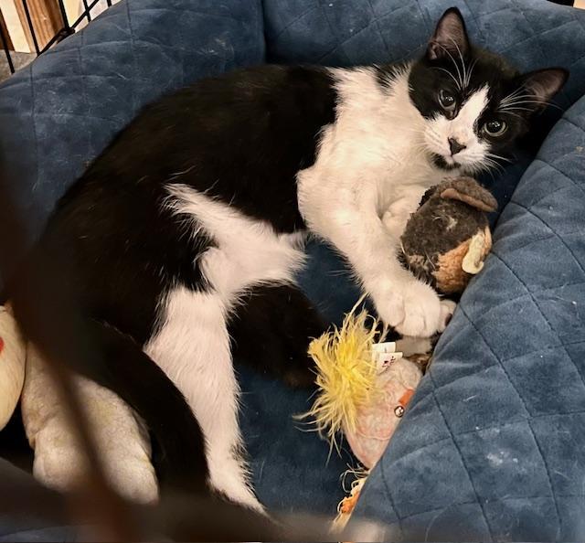 Enlarge FLASH, a Adoptable Domestic Short Hair in Lake Ozark, MO image 1/3