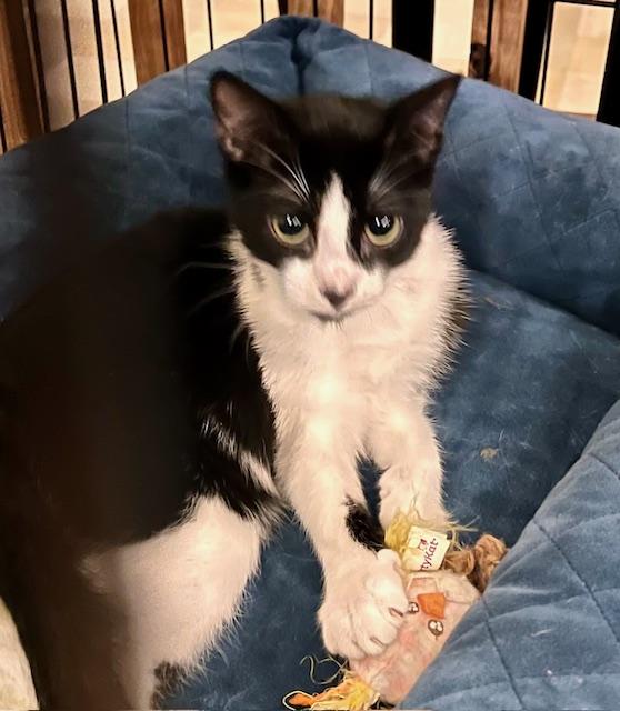 Enlarge FLASH, a Adoptable Domestic Short Hair in Lake Ozark, MO image 2/3