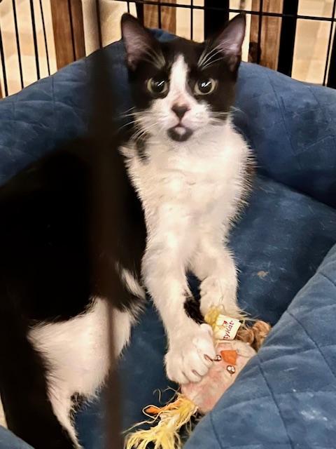 Enlarge FLASH, a Adoptable Domestic Short Hair in Lake Ozark, MO image 3/3