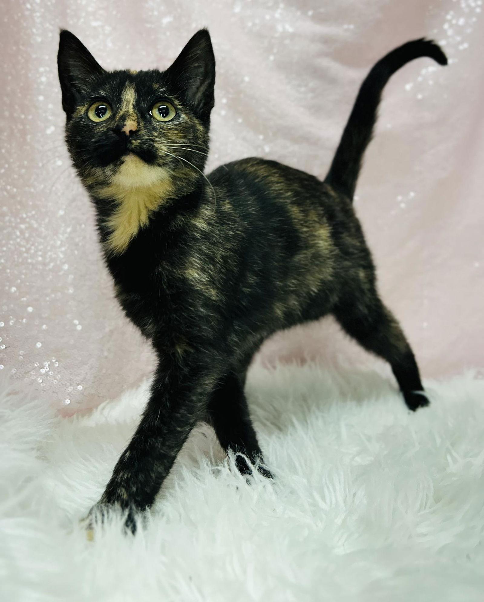 Enlarge Foxy, a Adopted Domestic Short Hair in Clarkesville, GA image 1/1