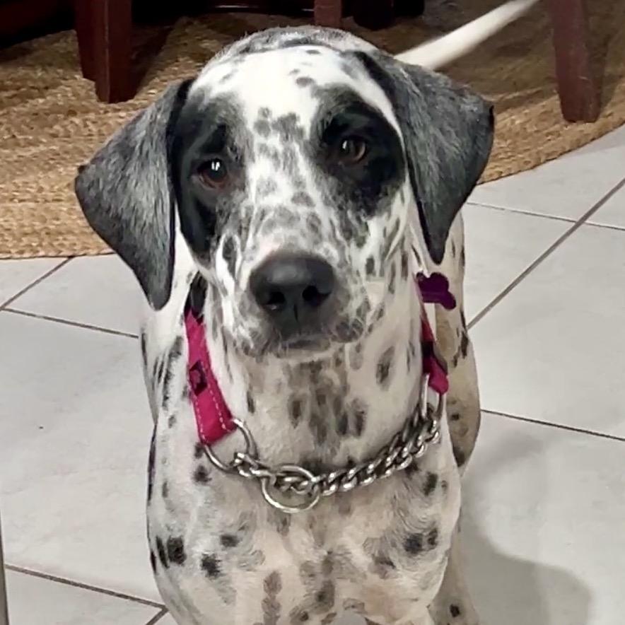 Dottie photo