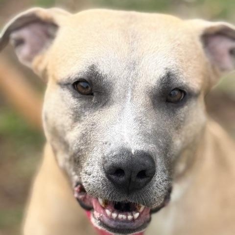 Stella