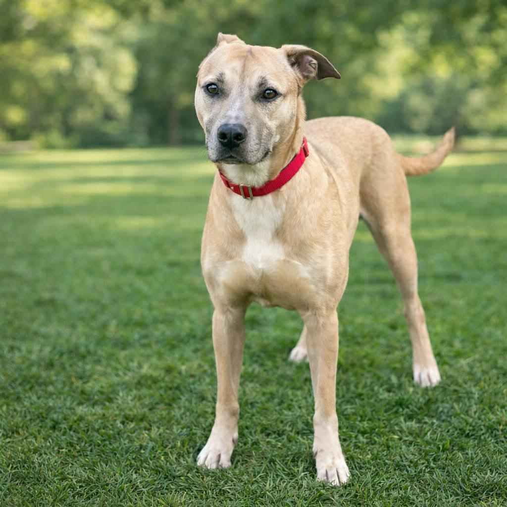 Stella — thumbnail 2