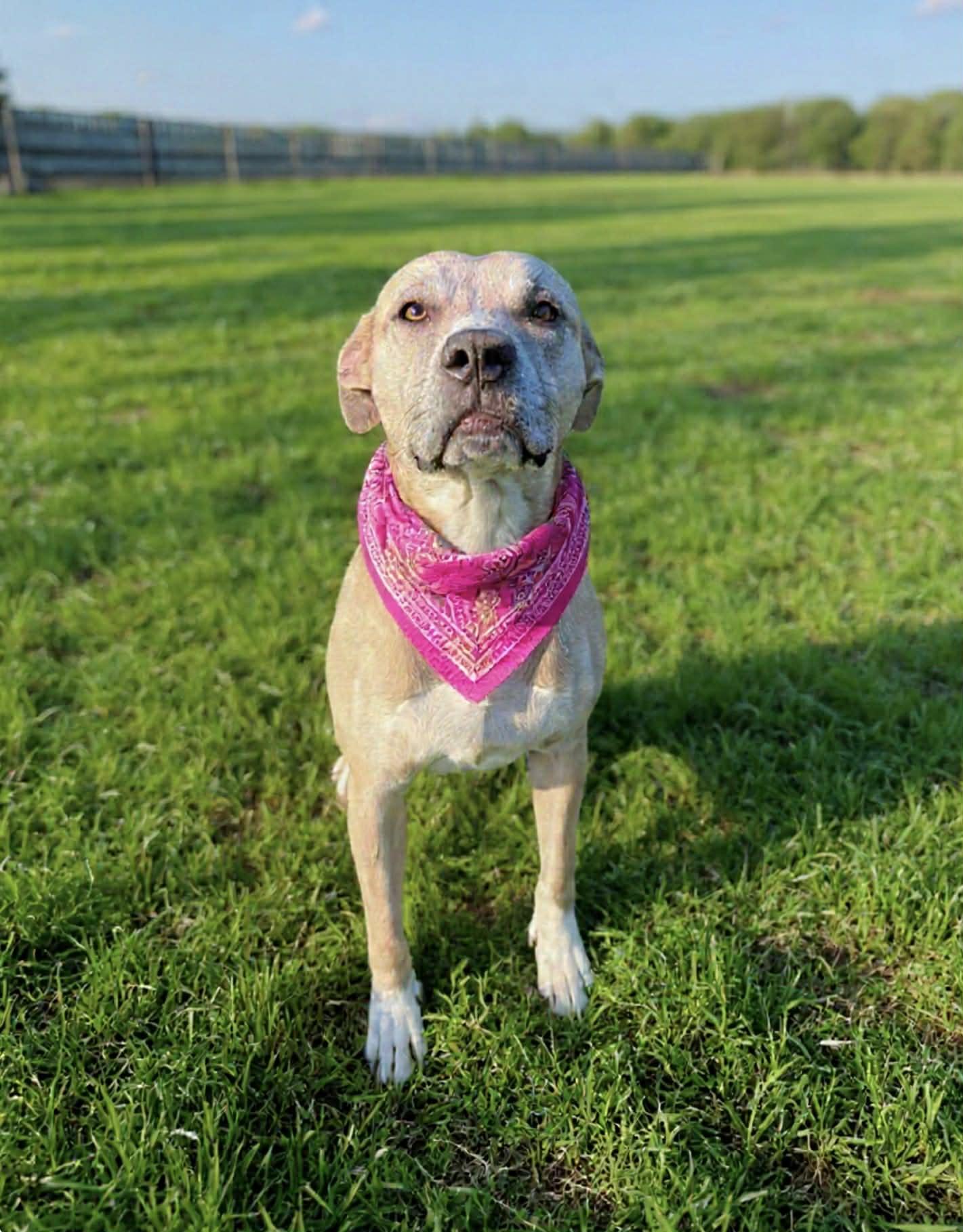 Stella — thumbnail 4