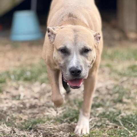 Stella