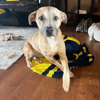 Stella