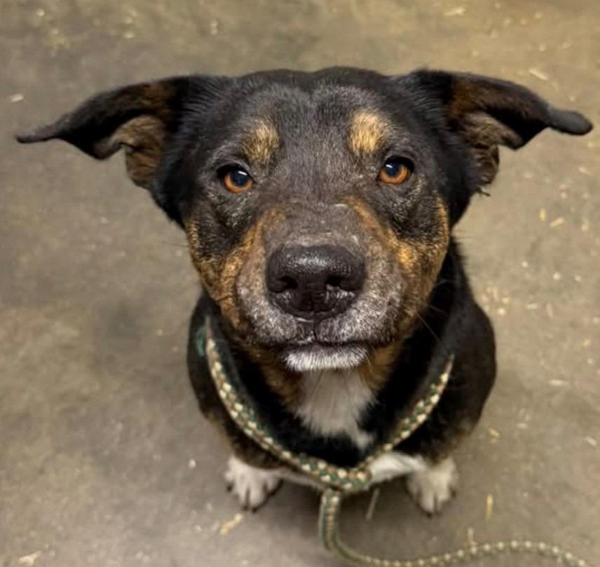 Enlarge Ember, a Adoptable mixed breed in Louisville, IL image 1/1