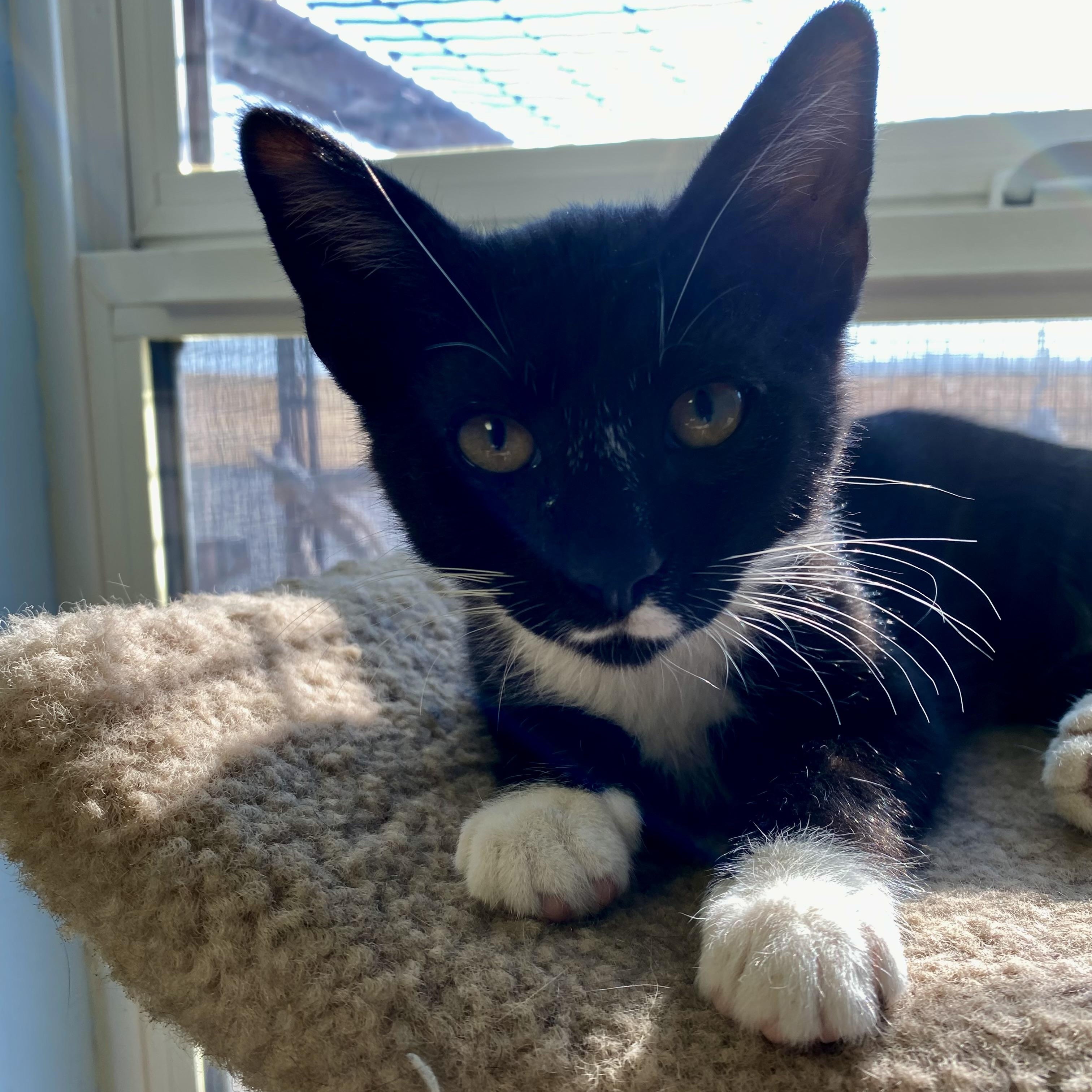 Enlarge Dusty, an adopted Domestic Short Hair in Choteau, MT image 2/2