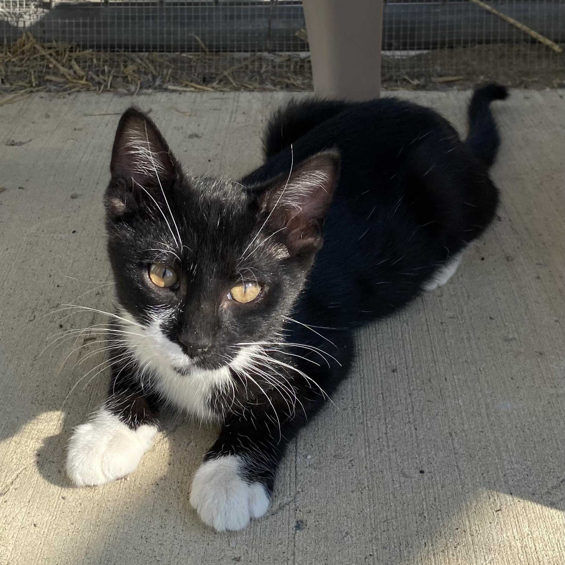 Enlarge Dusty, an adopted Domestic Short Hair in Choteau, MT image 1/2