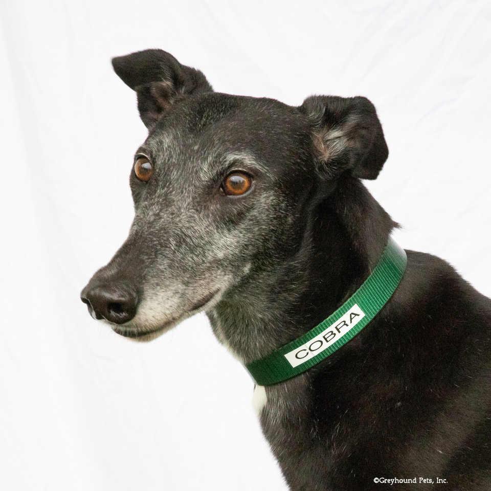 Cobra, Adopted, Adult Male Greyhound.