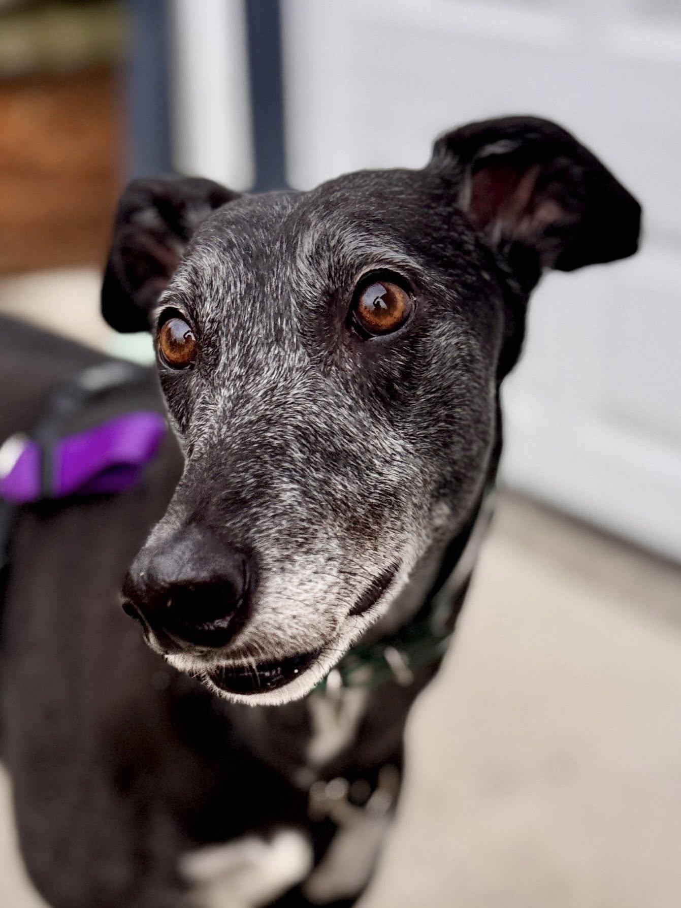 Enlarge Cobra, a Adopted Greyhound in Woodinville, WA image 2/3