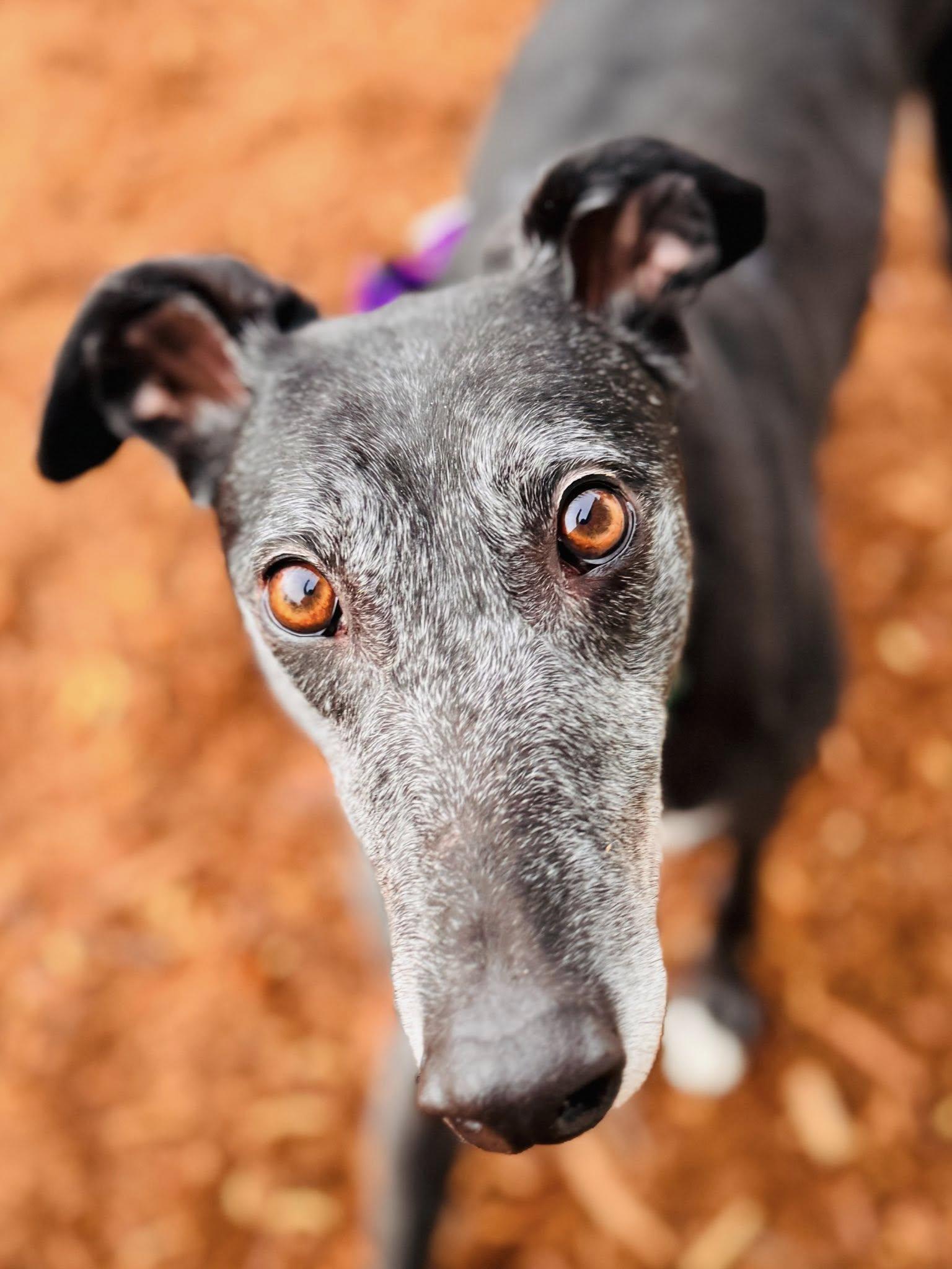 Enlarge Cobra, a Adopted Greyhound in Woodinville, WA image 3/3