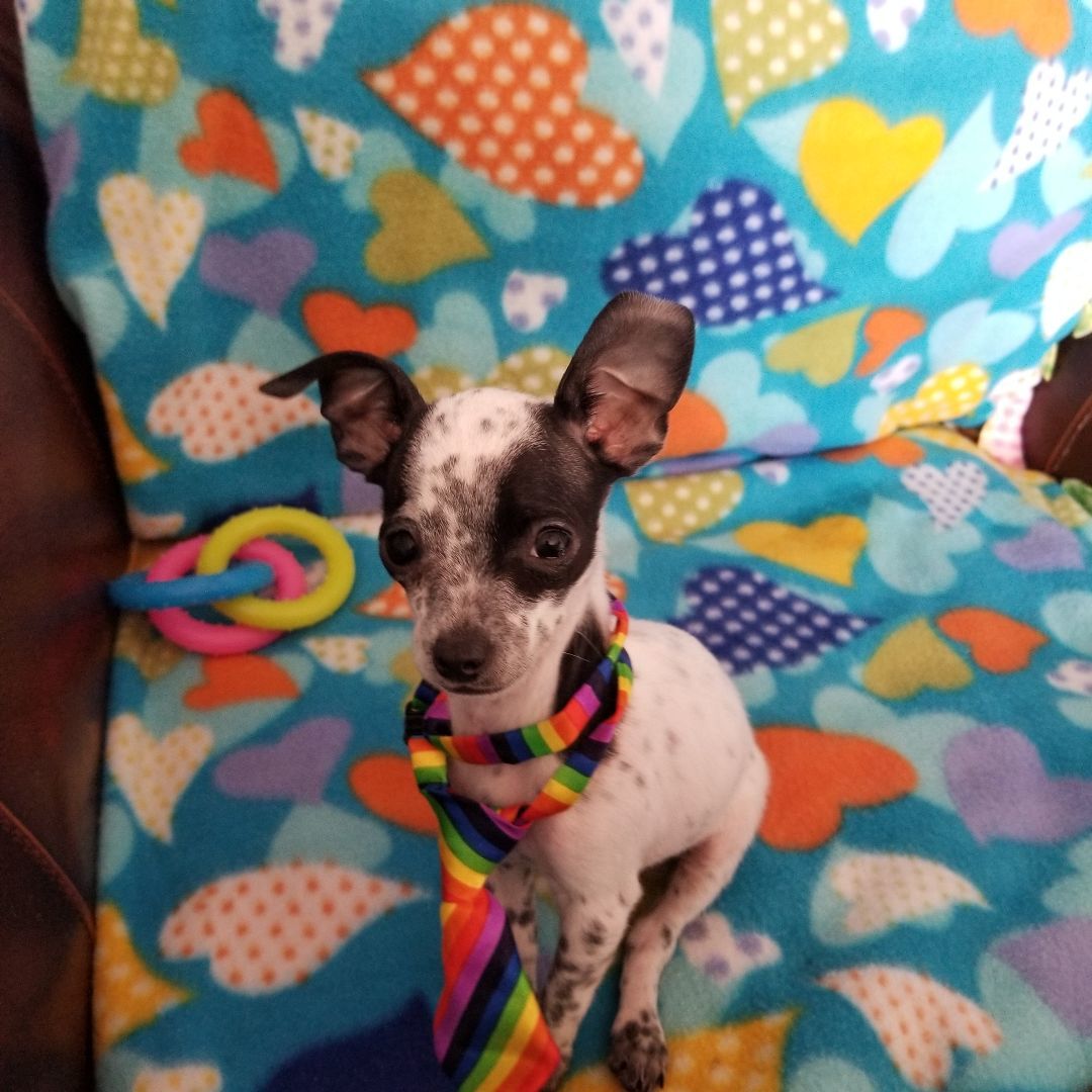 Pride, Adopted, Puppy Male Chihuahua & Mixed Breed.