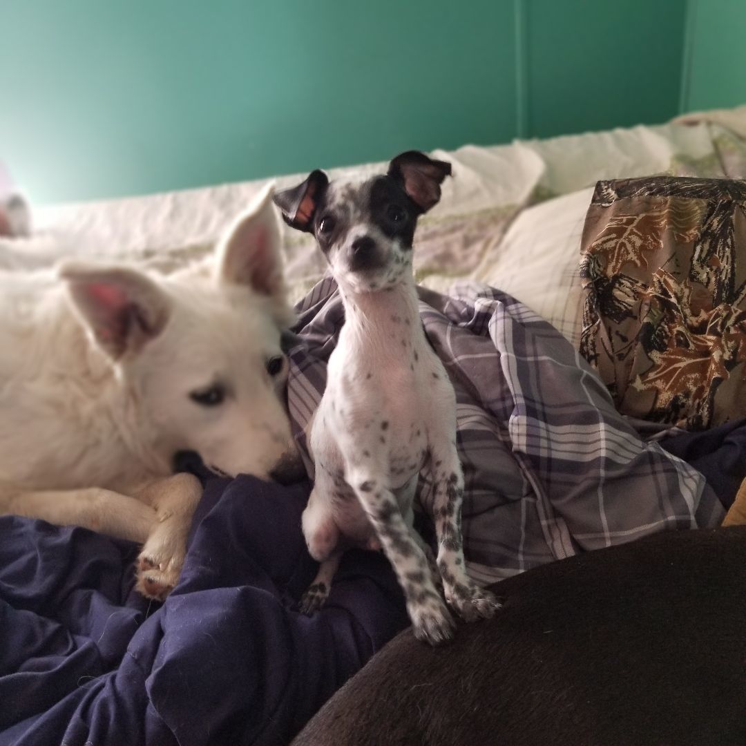 Pride, a Adopted mixed breed in Kokomo, IN image 3/21