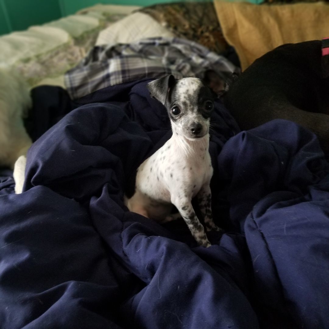 Pride, a Adopted mixed breed in Kokomo, IN image 4/21