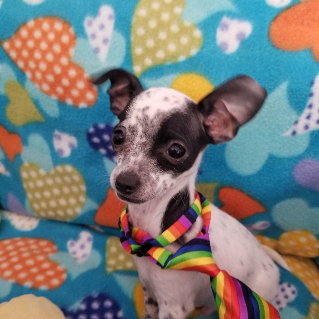 Pride, a Adopted mixed breed in Kokomo, IN image 5/21