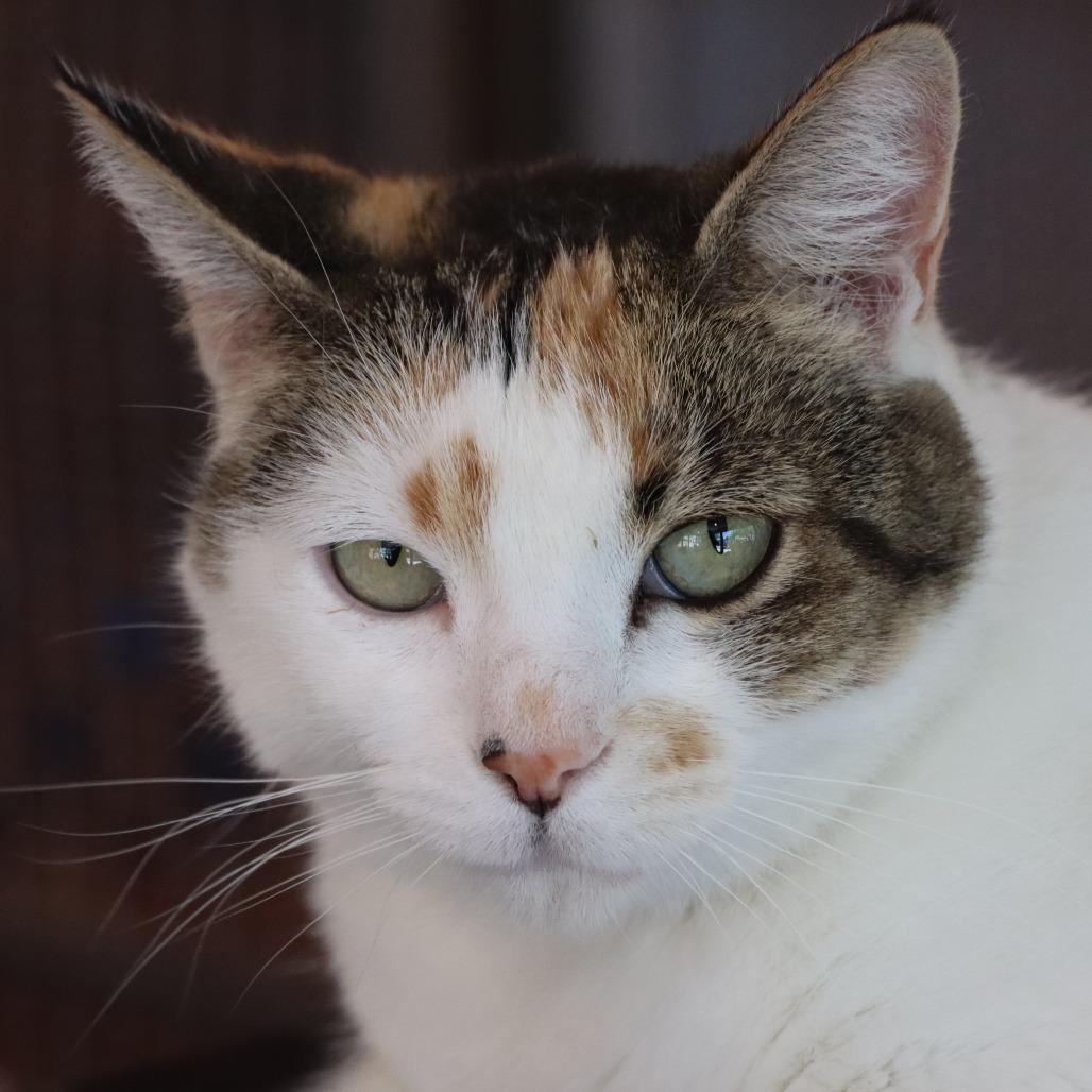 Enlarge Lavelle, a Adoptable Domestic Short Hair in Tucson, AZ image 1/6