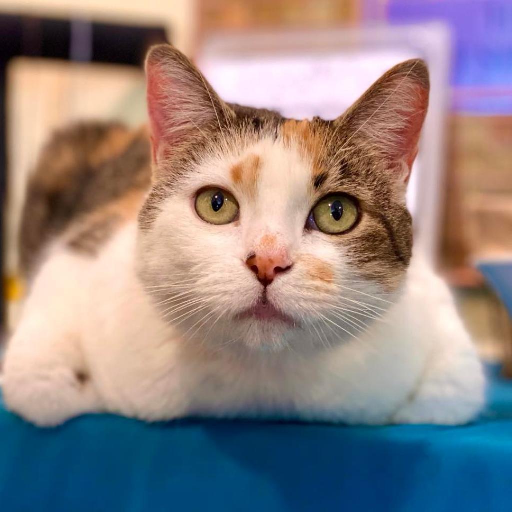 Lavelle, Adoptable, Senior Female Domestic Short Hair.