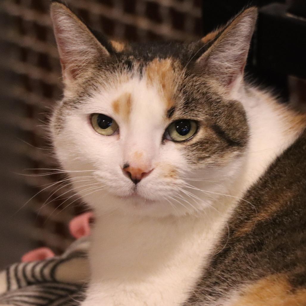 Enlarge Lavelle, a Adoptable Domestic Short Hair in Tucson, AZ image 3/6