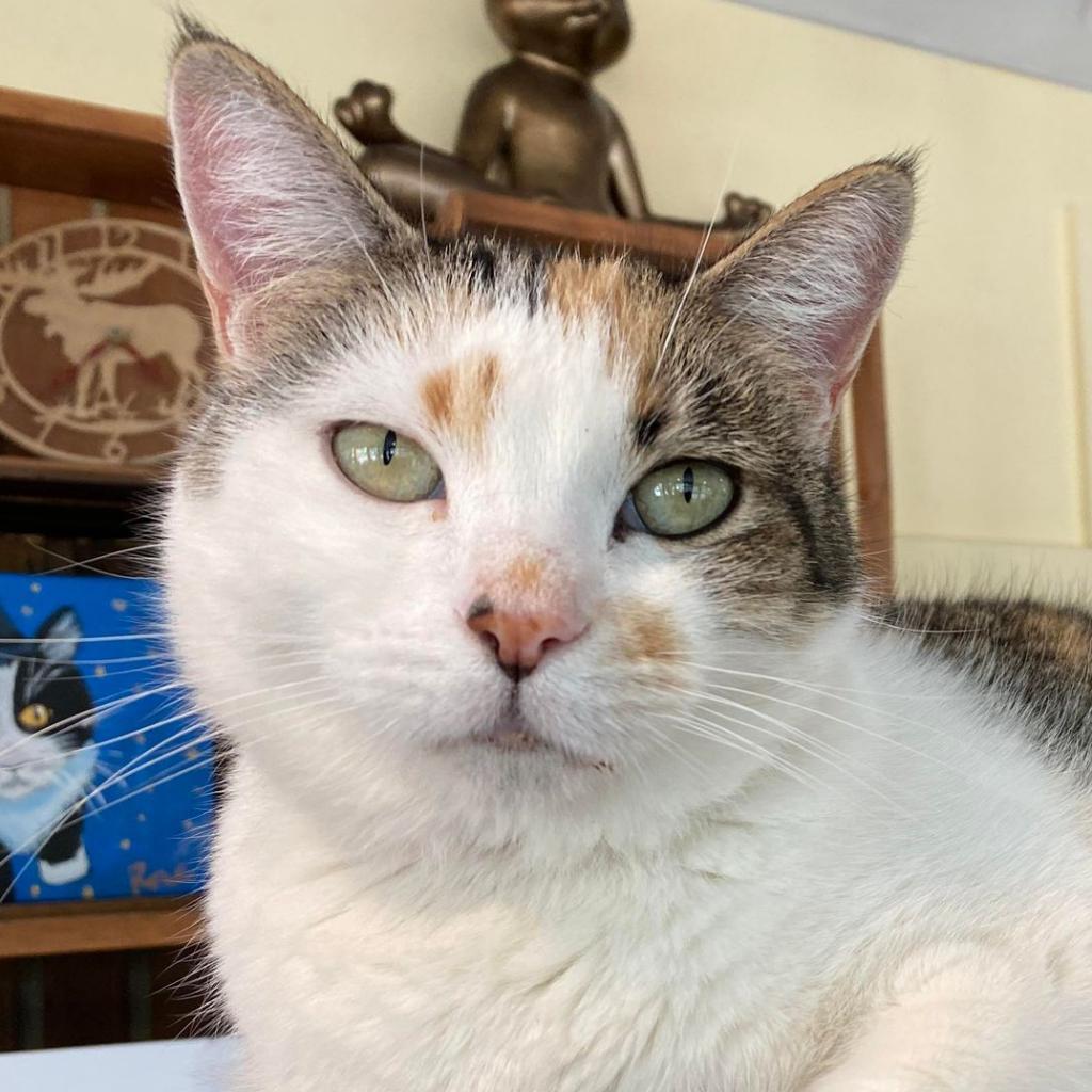 Enlarge Lavelle, a Adoptable Domestic Short Hair in Tucson, AZ image 2/2