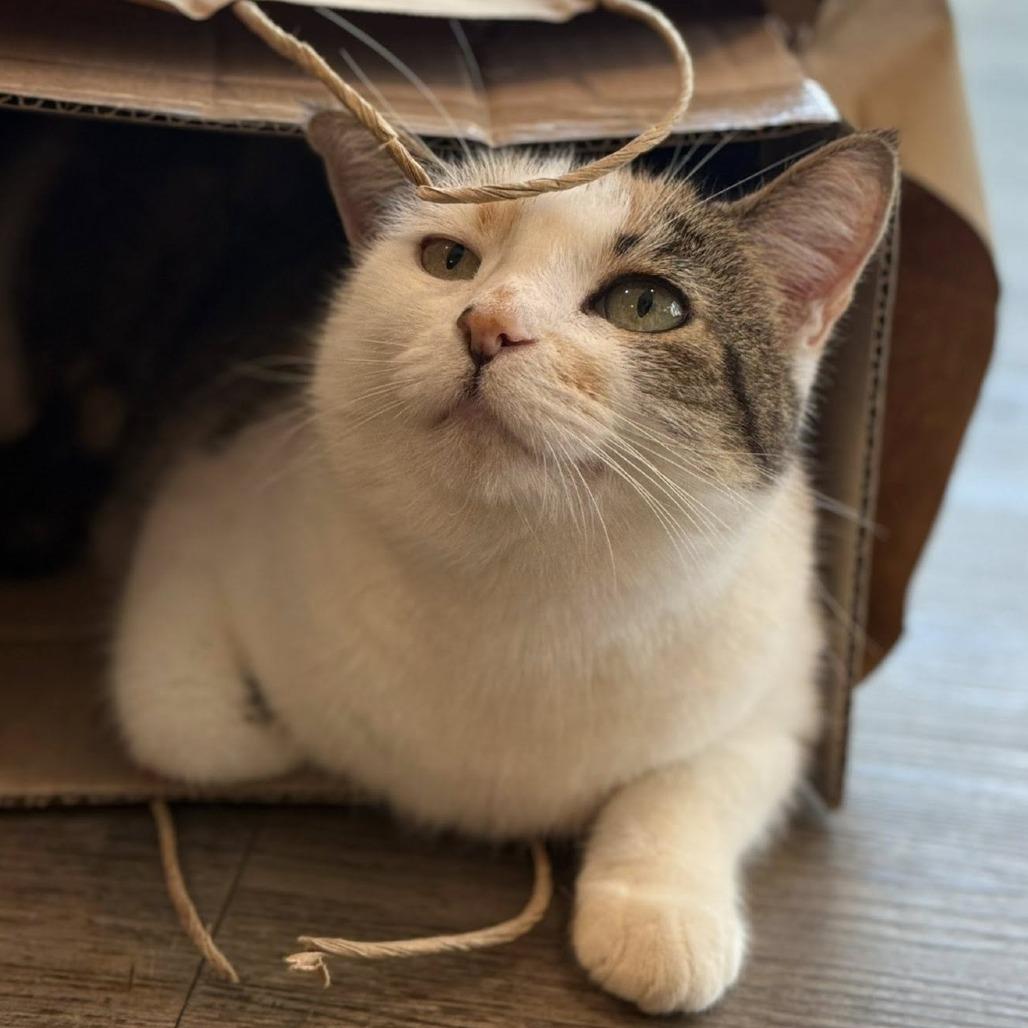 Enlarge Lavelle, a Adoptable Domestic Short Hair in Tucson, AZ image 5/6