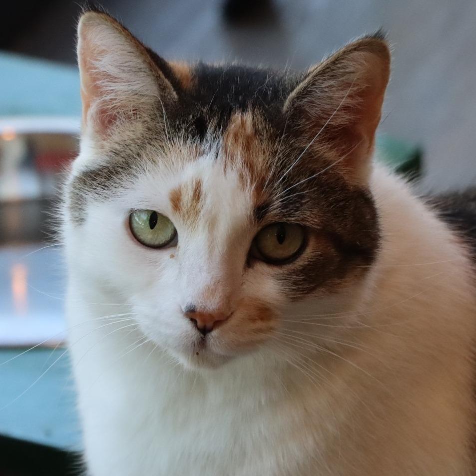 Enlarge Lavelle, a Adoptable Domestic Short Hair in Tucson, AZ image 6/6