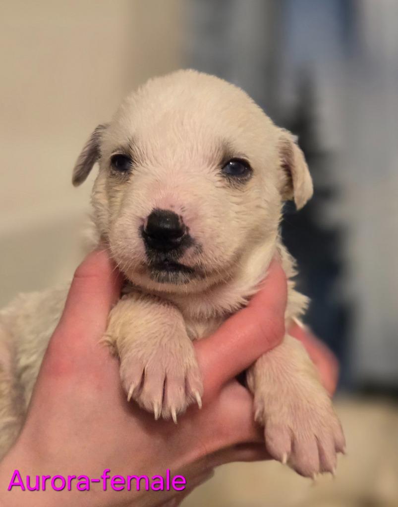 Aurora, Adoptable, Puppy Female Husky & German Shepherd Dog.