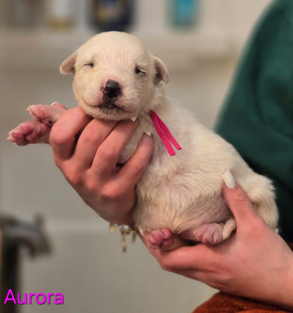 Enlarge Aurora, a Adoptable mixed breed in Viroqua, WI image 2/6