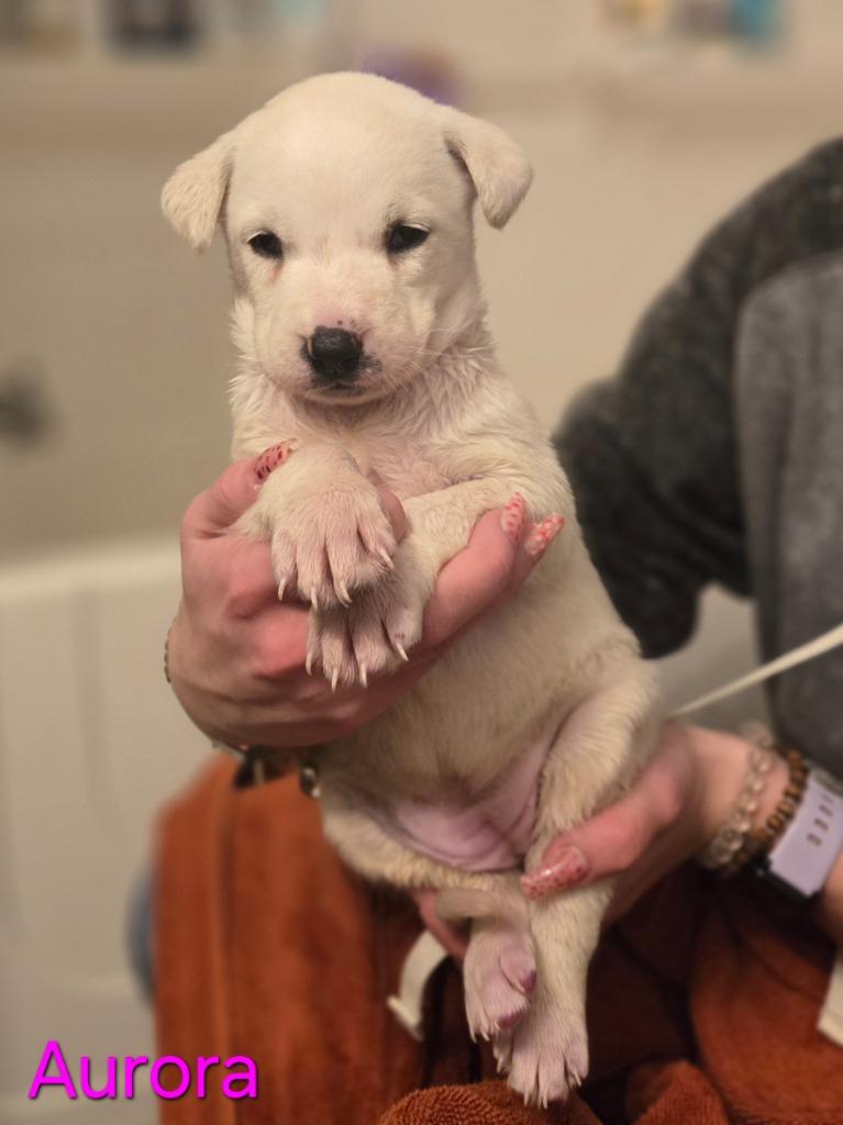 Enlarge Aurora, a Adoptable mixed breed in Viroqua, WI image 3/6