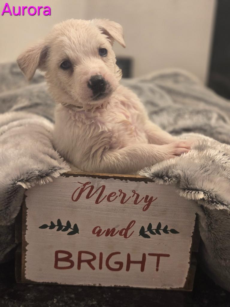 Enlarge Aurora, a Adoptable mixed breed in Viroqua, WI image 4/6