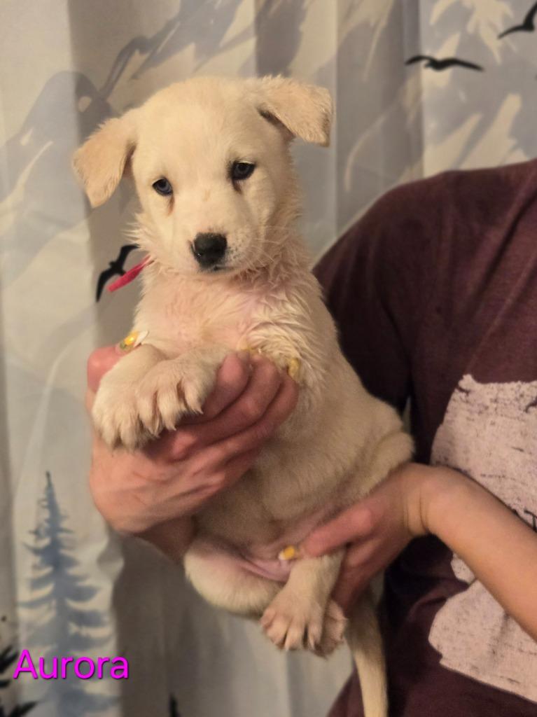 Enlarge Aurora, a Adoptable mixed breed in Viroqua, WI image 5/6