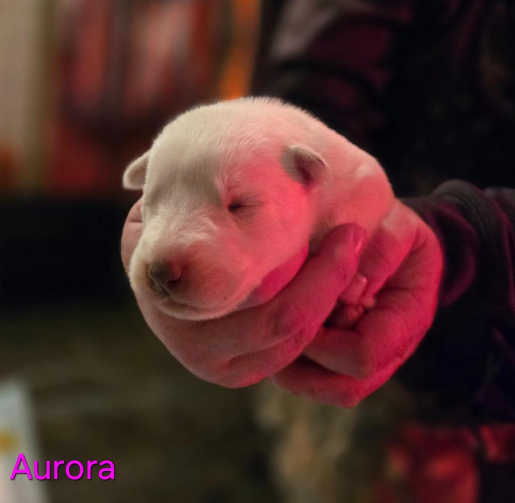 Enlarge Aurora, a Adoptable mixed breed in Viroqua, WI image 6/6