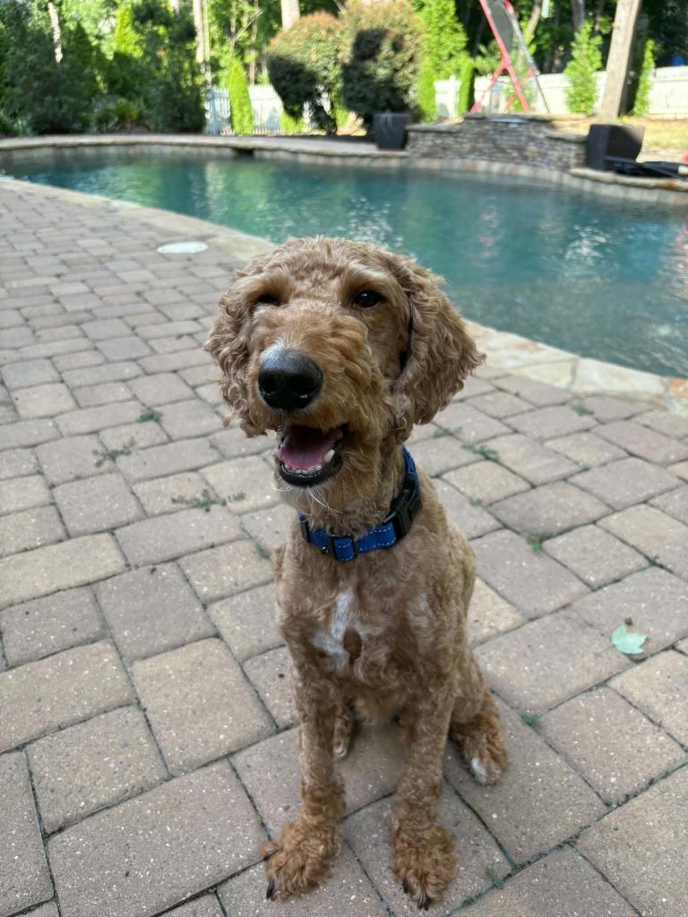 Banks, Adoptable, Young Male Golden Retriever & Goldendoodle.