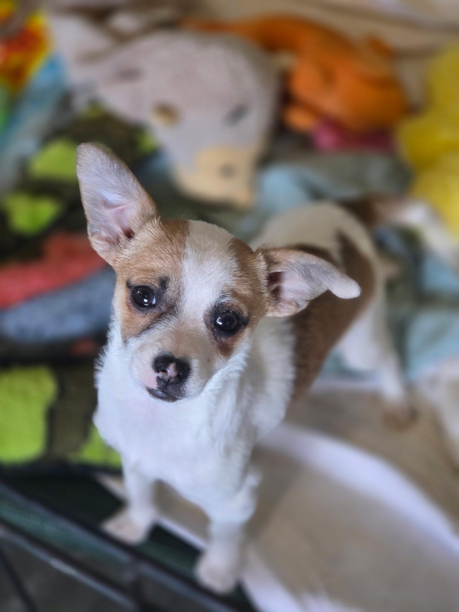 Sprig, ADOPTABLE, Puppy Female Chihuahua.