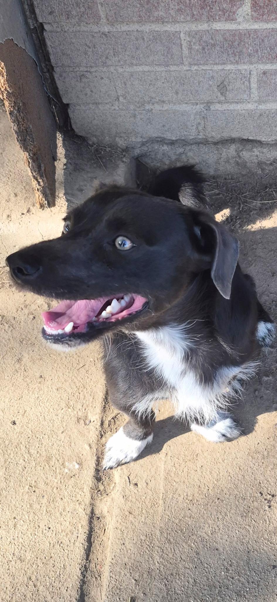 Roscoe , ADOPTABLE, Adult Male Labrador Retriever & Border Collie.