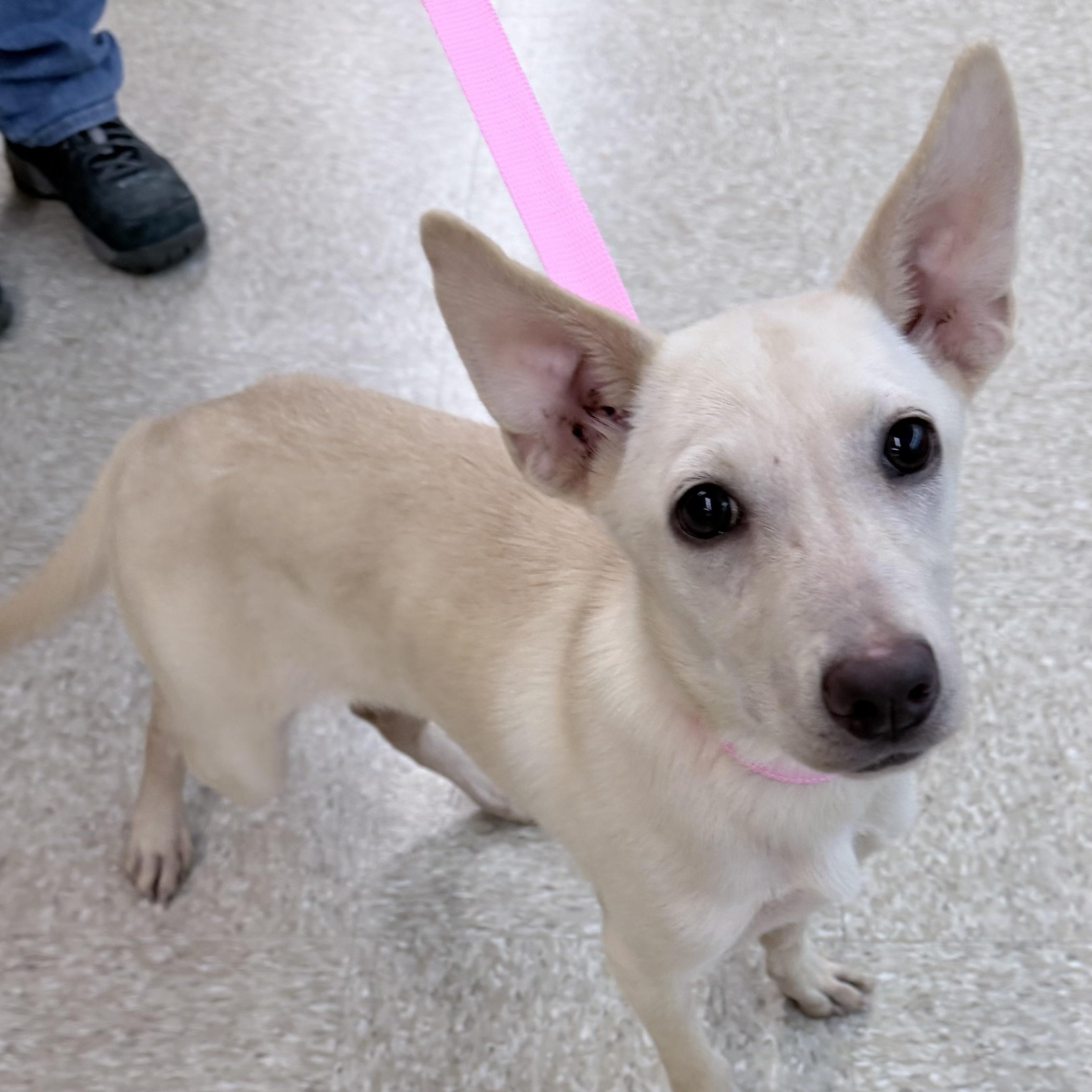 Enlarge Bonnie - Local October 9-11, a Adoptable mixed breed in Happy Valley , OR image 5/5