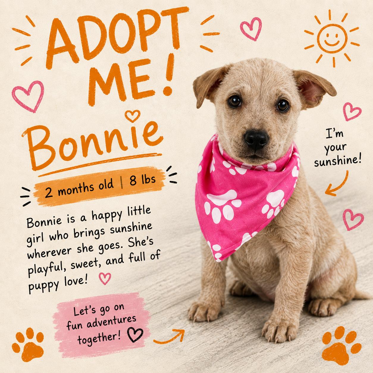 Bonnie - Local October 9-11, Adoptable, Puppy Female Labrador Retriever.