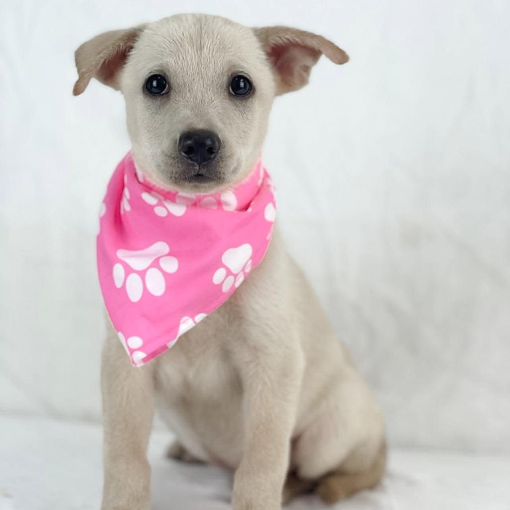 Enlarge Bonnie - Local October 9-11, a Adoptable mixed breed in Happy Valley , OR image 2/5