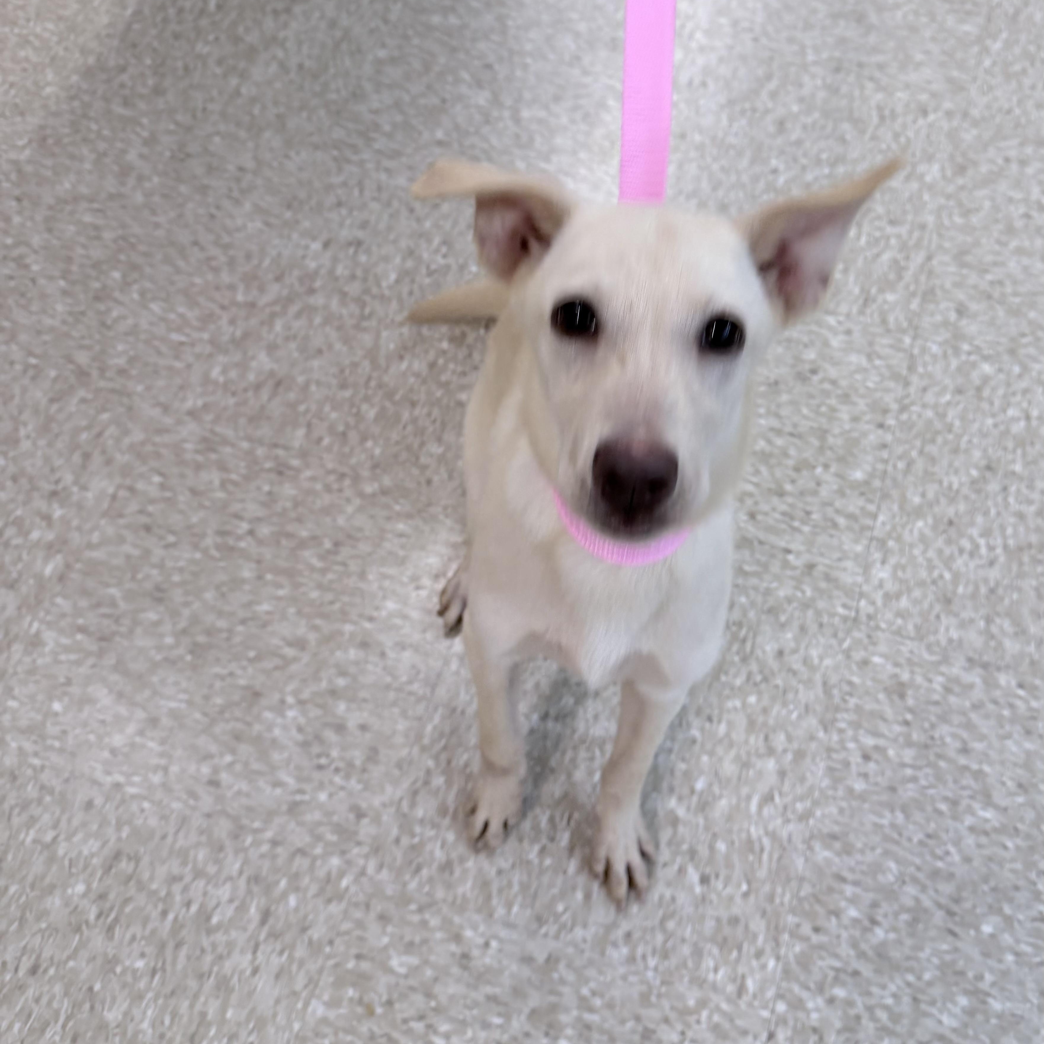 Enlarge Bonnie - Local October 9-11, a Adoptable mixed breed in Happy Valley , OR image 3/5