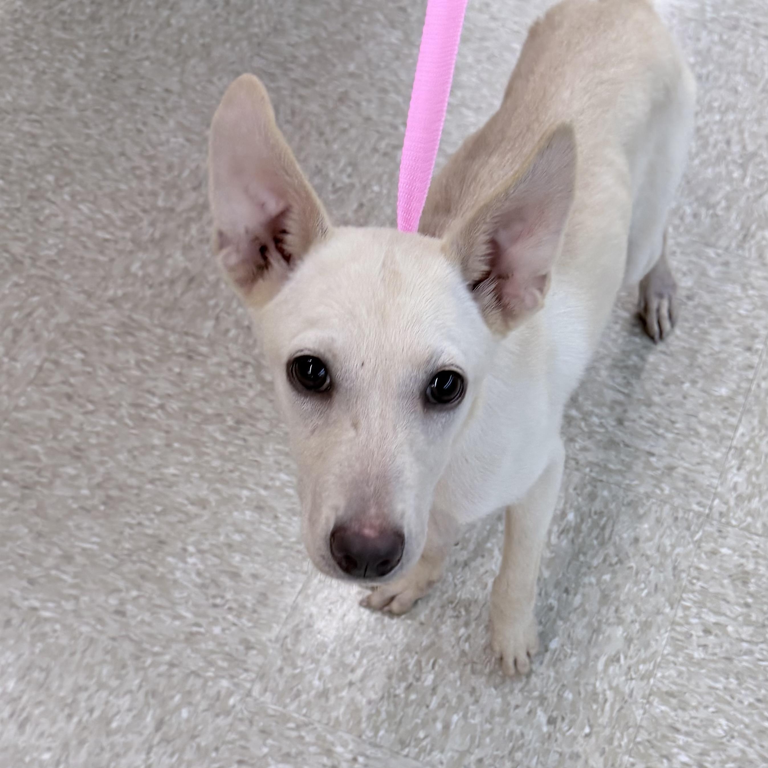 Enlarge Bonnie - Local October 9-11, a Adoptable mixed breed in Happy Valley , OR image 4/5