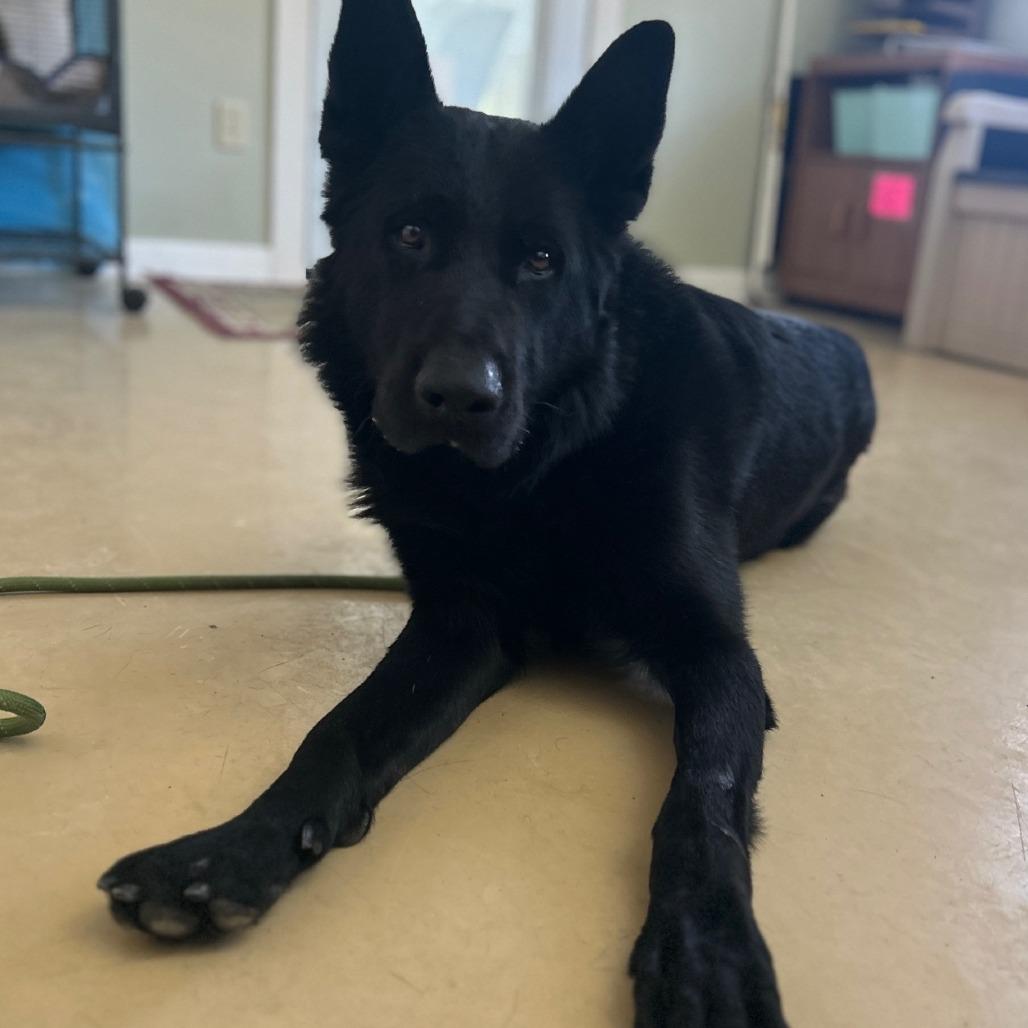 Ghost (26-044), Adoptable, Adult Male German Shepherd Dog.