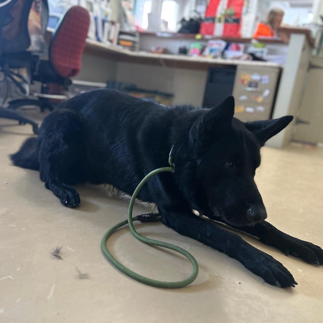Ghost (26-044), a Adoptable German Shepherd Dog in New Ringgold, PA image 2/6