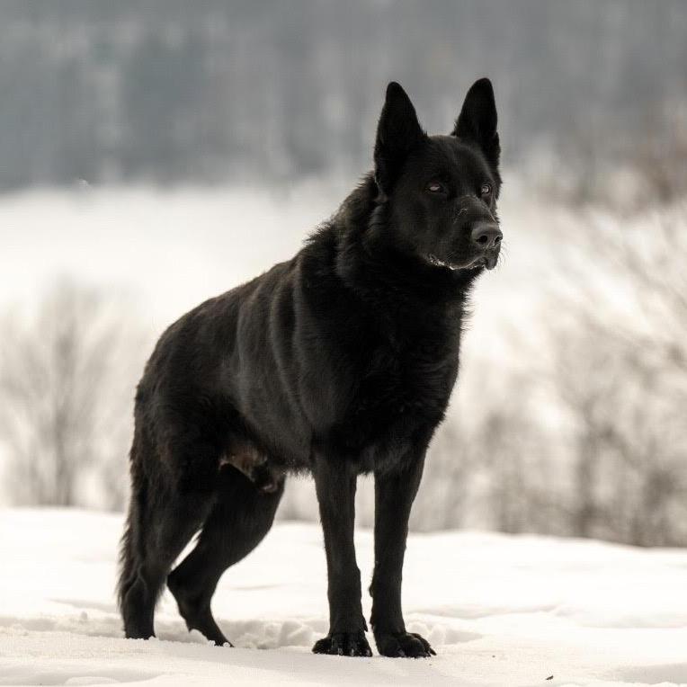 Ghost (26-044), a Adoptable German Shepherd Dog in New Ringgold, PA image 3/6