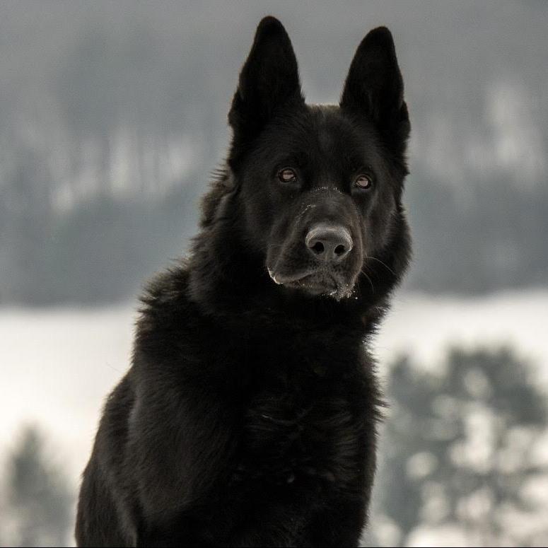 Ghost (26-044), a Adoptable German Shepherd Dog in New Ringgold, PA image 4/6