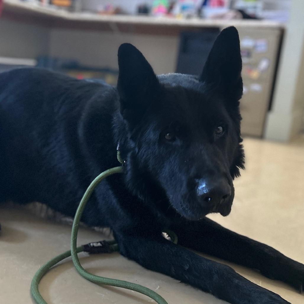 Ghost (26-044), a Adoptable German Shepherd Dog in New Ringgold, PA image 6/6